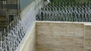 حفاظ شاخ گوزنی در کمال شهر