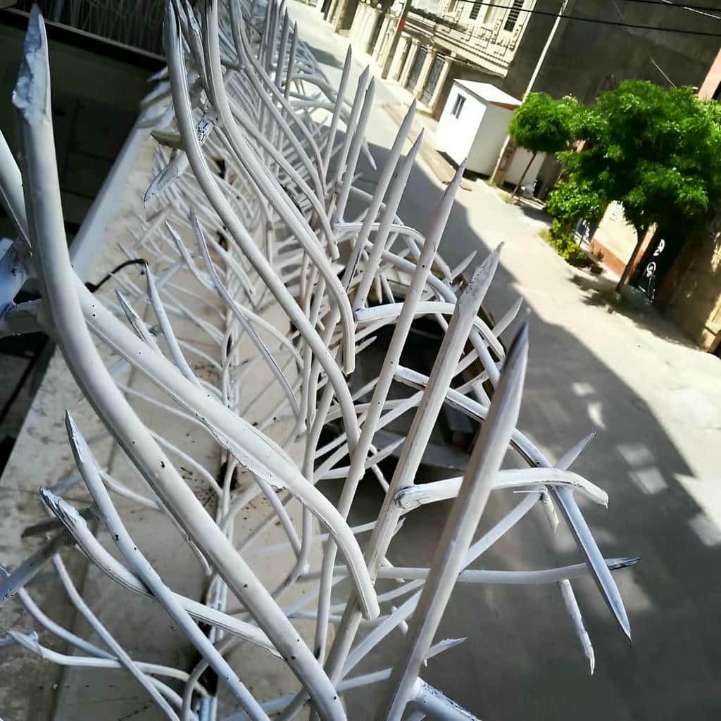 حفاظ شاخ گوزنی در یاسوج
