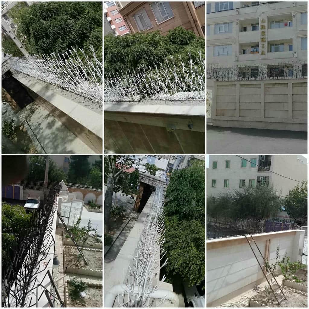 حفاظ شاخ گوزنی در تهران حفاظ شاخ گوزنی در تهران