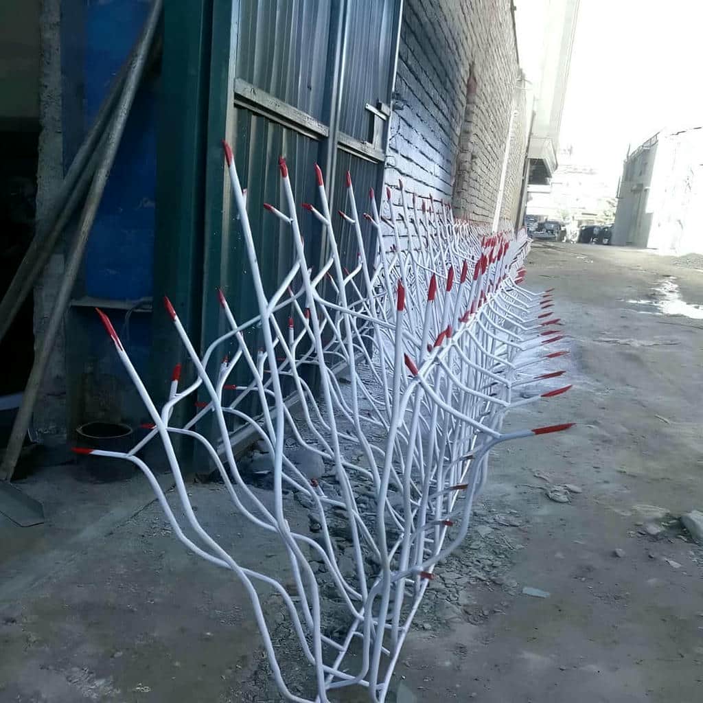 حفاظ شاخ گوزنی در سبزوار