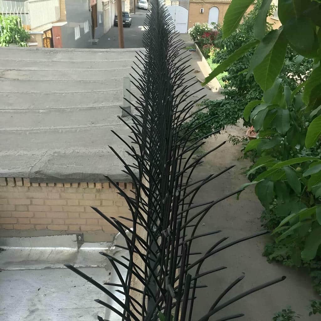 حفاظ شاخ گوزنی در ملارد - تصویر 4