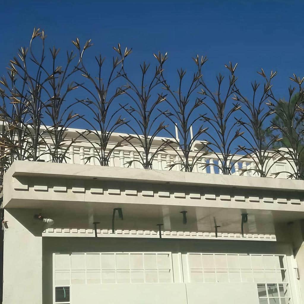 حفاظ شاخ گوزنی در کیش - تصویر 4