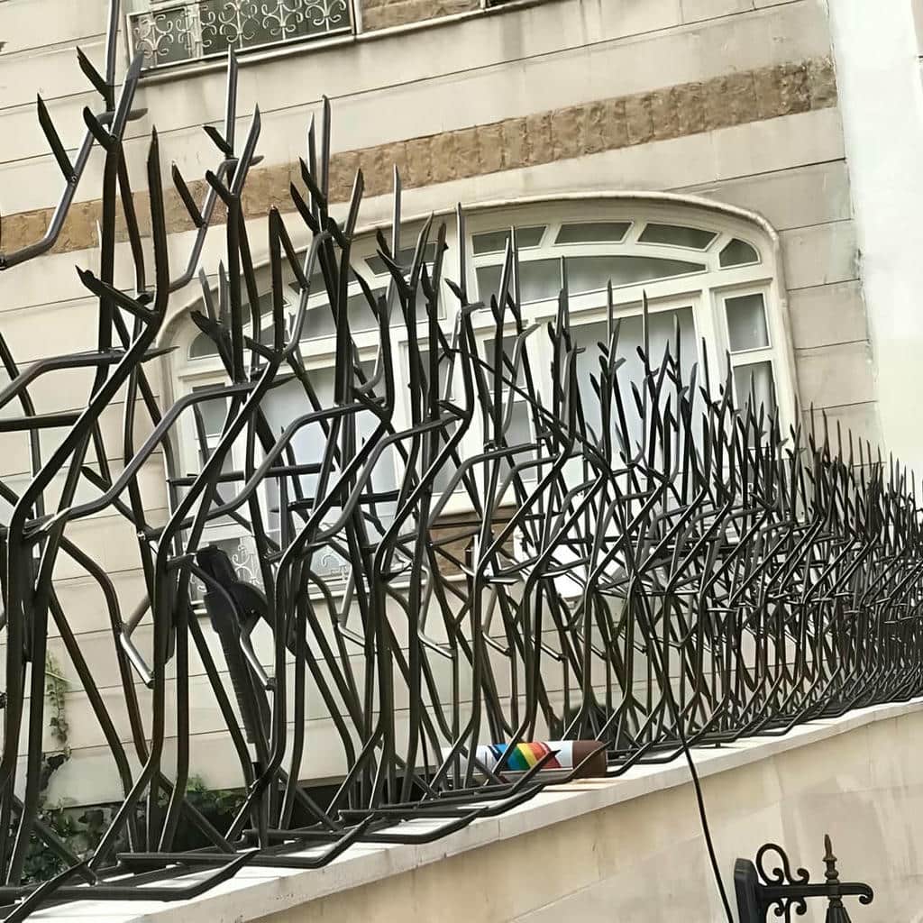 حفاظ شاخ گوزنی در ایرانشهر