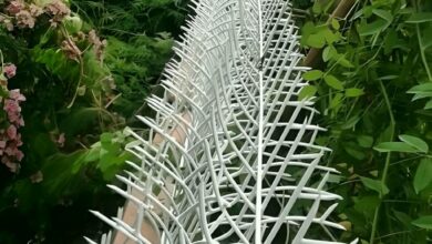 حفاظ شاخ گوزنی در محمدشهر