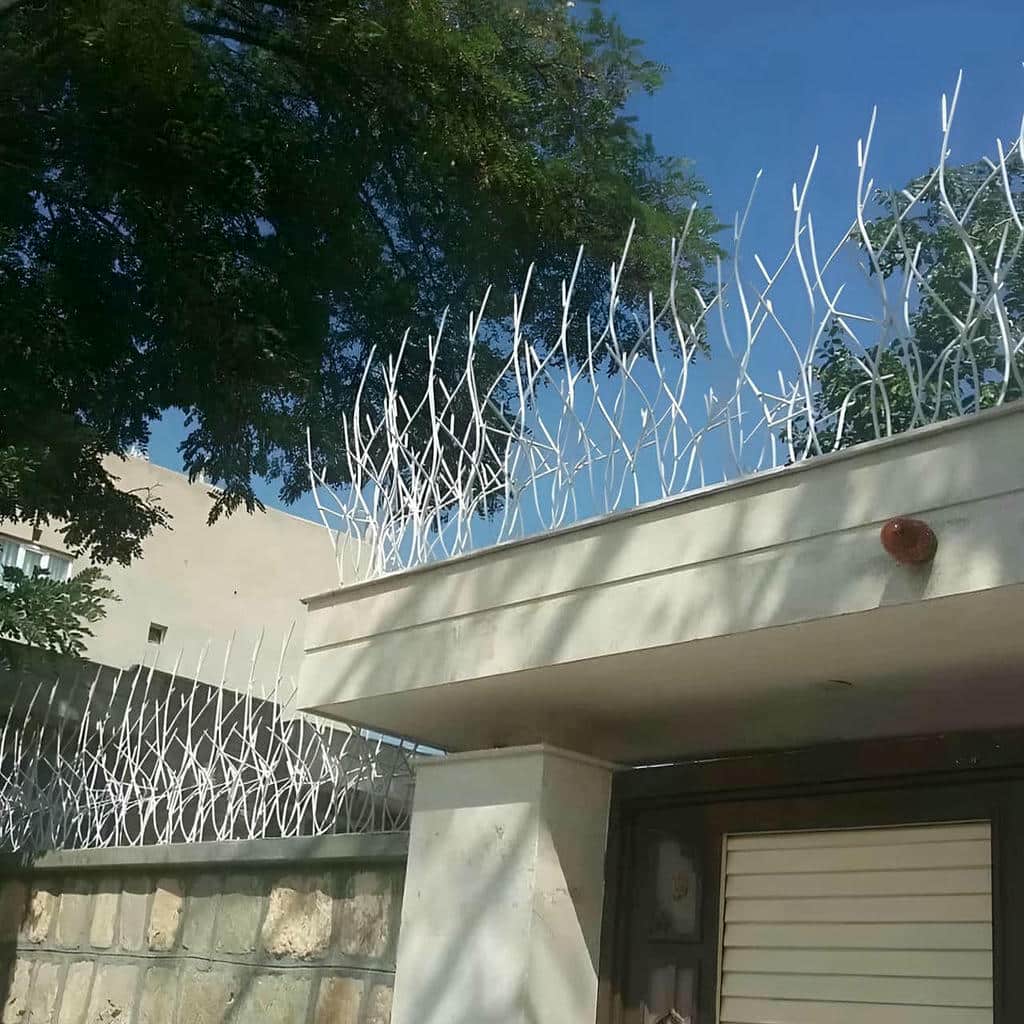 حفاظ شاخ گوزنی در کرمانشاه حفاظ شاخ گوزنی در کرمانشاه