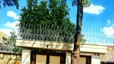 حفاظ شاخ گوزنی در قزوین