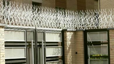 حفاظ شاخ گوزنی در دماوند