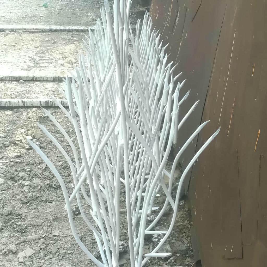 حفاظ شاخ گوزنی در چالوس