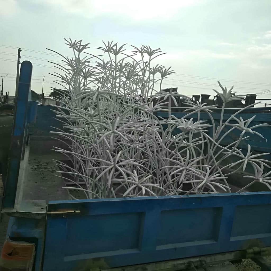 حفاظ شاخ گوزنی در بندر لنگه