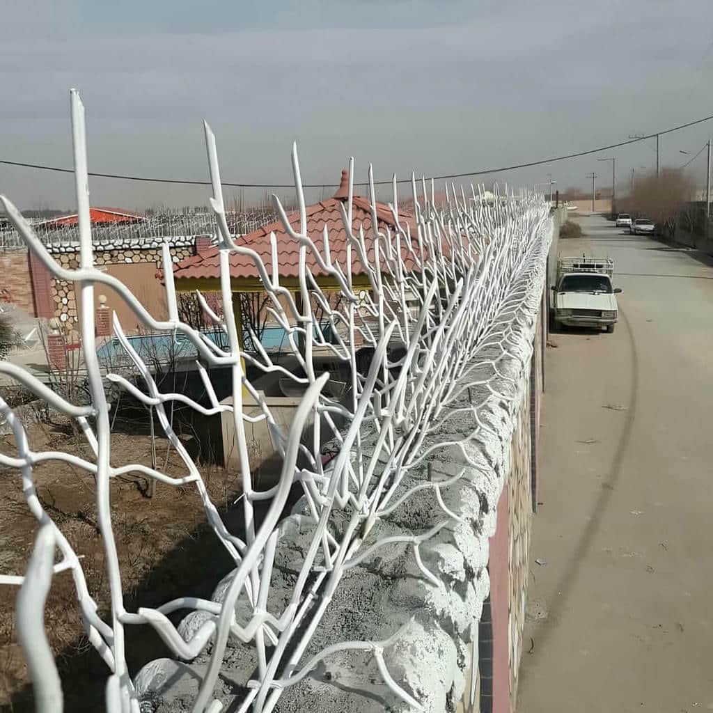 حفاظ شاخ گوزنی در یاسوج - تصویر 3