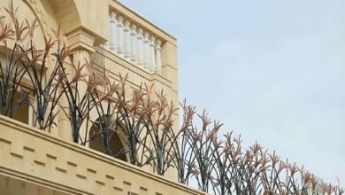 حفاظ شاخ گوزنی در لواسان