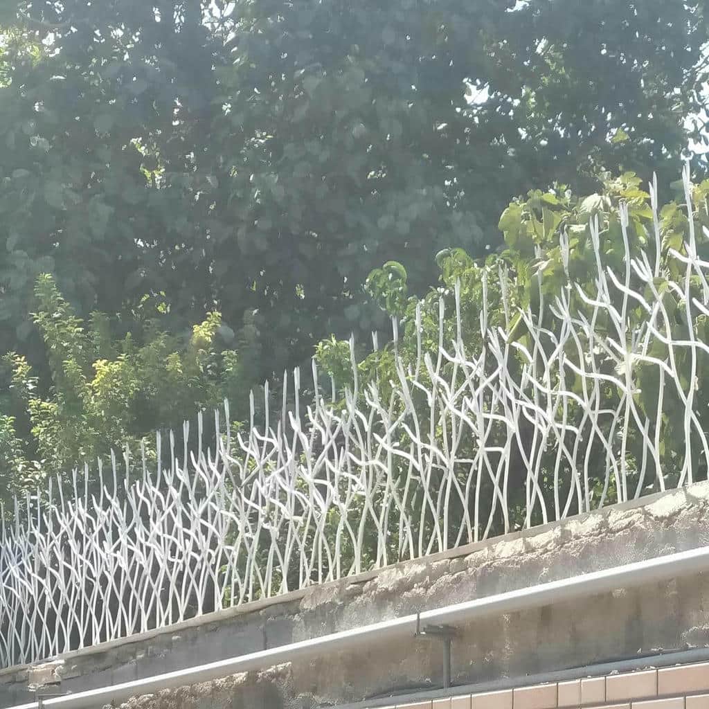 حفاظ شاخ گوزنی در مشهد