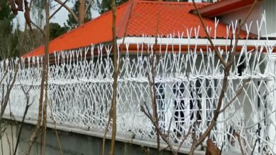 حفاظ شاخ گوزنی در بجنورد