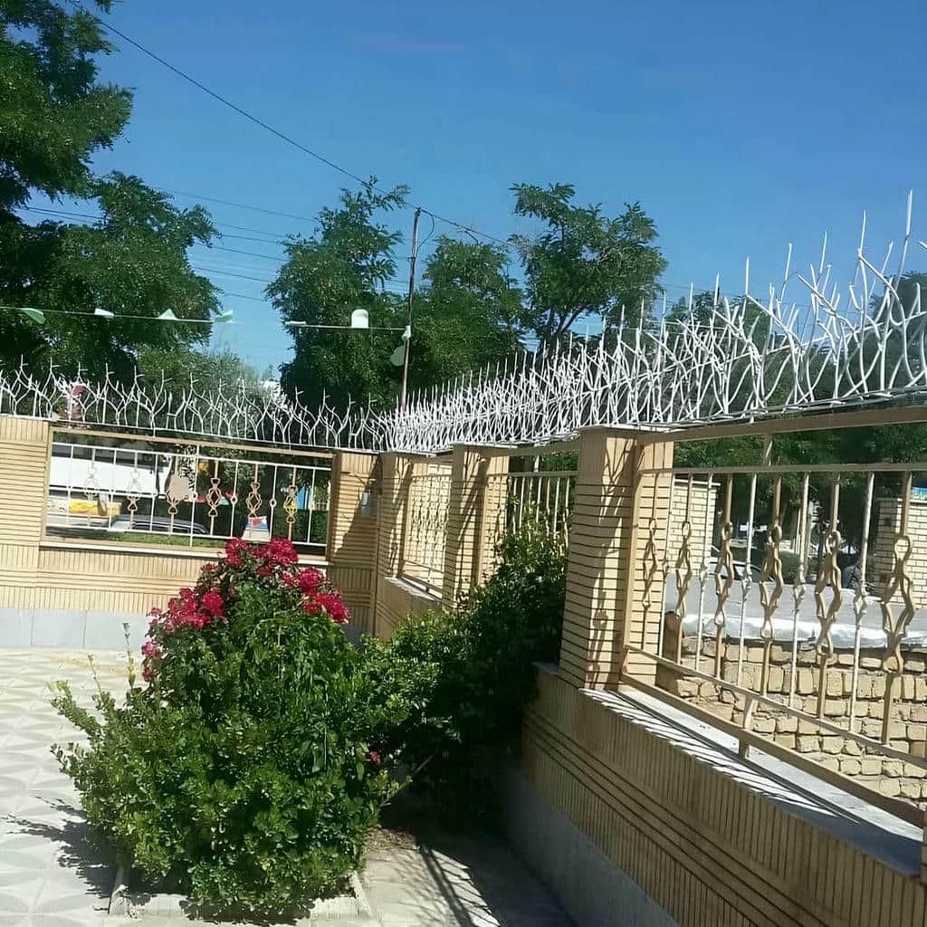 حفاظ شاخ گوزنی در نوشهر
