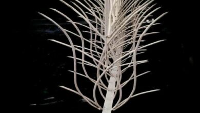 حفاظ شاخ گوزنی در عظیمیه کرج