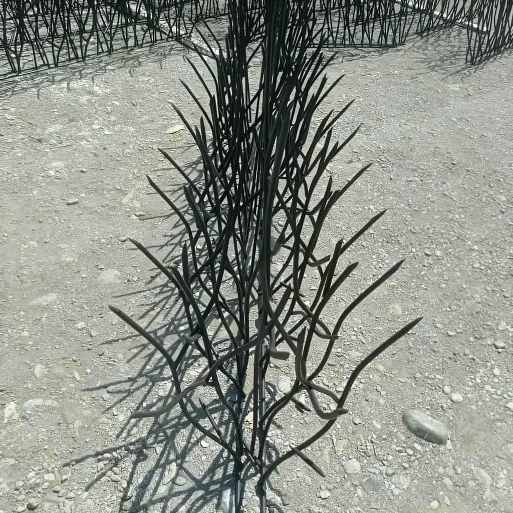 حفاظ شاخ گوزنی در سیرجان