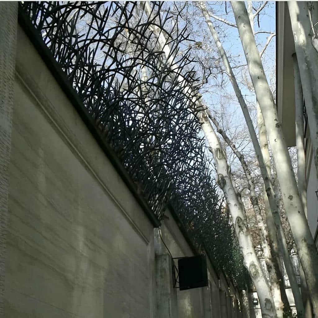 حفاظ شاخ گوزنی در محمدشهر - تصویر 4