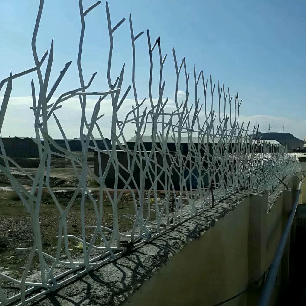 حفاظ شاخ گوزنی در لواسان
