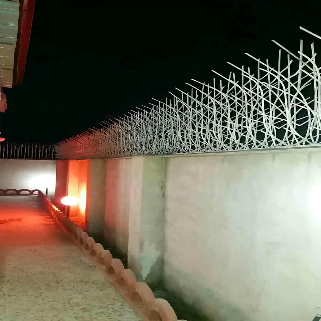 حفاظ شاخ گوزنی در ایرانشهر - تصویر 4