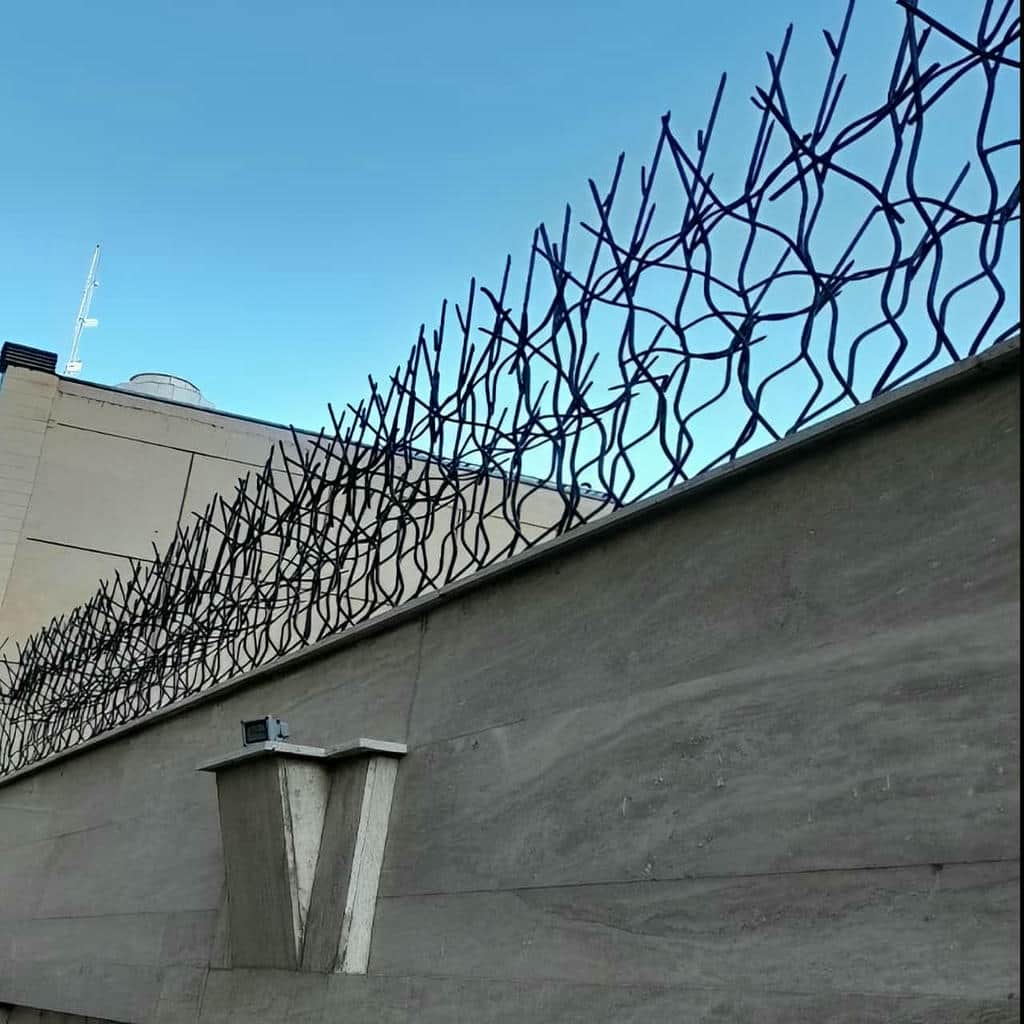 حفاظ شاخ گوزنی در قشم - تصویر 2