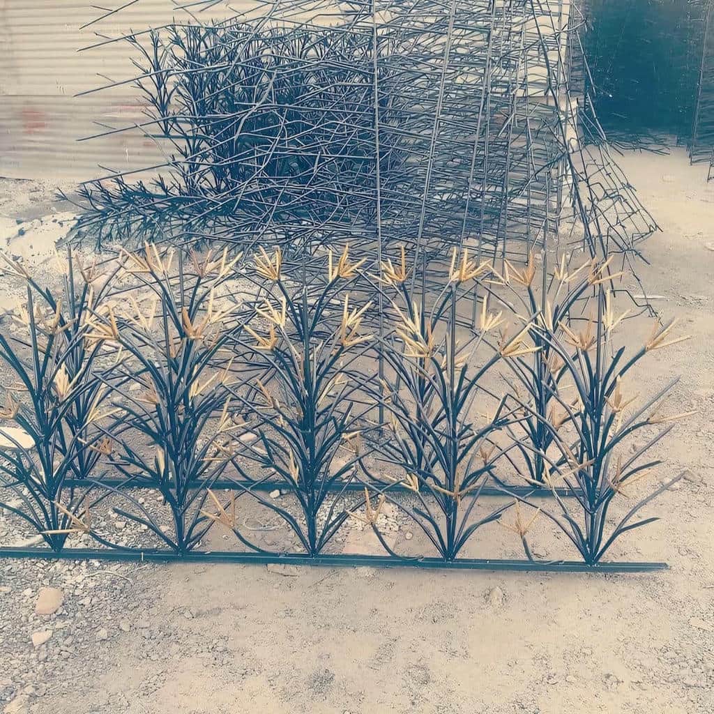 حفاظ شاخ گوزنی در همدان - تصویر 2