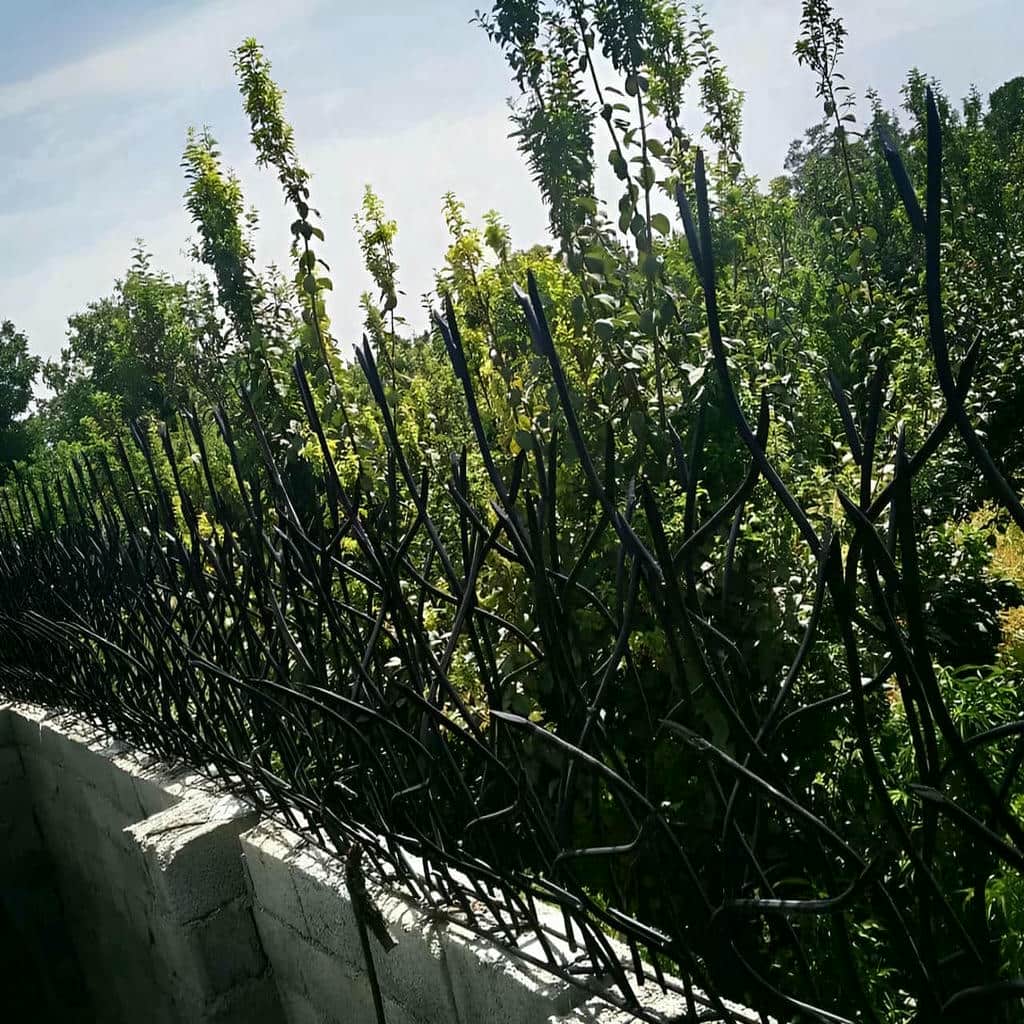 حفاظ شاخ گوزنی در سنندج - تصویر 4