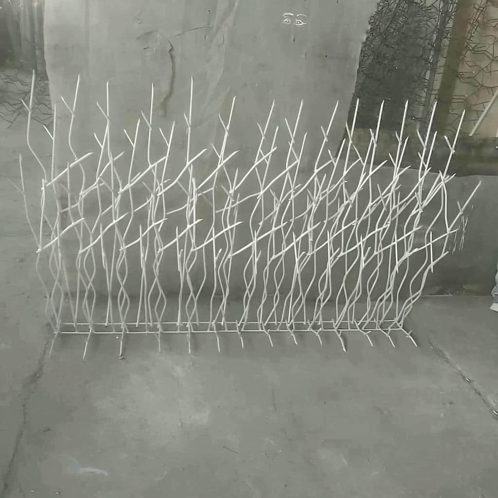 حفاظ شاخ گوزنی در محمدشهر حفاظ شاخ گوزنی در محمدشهر