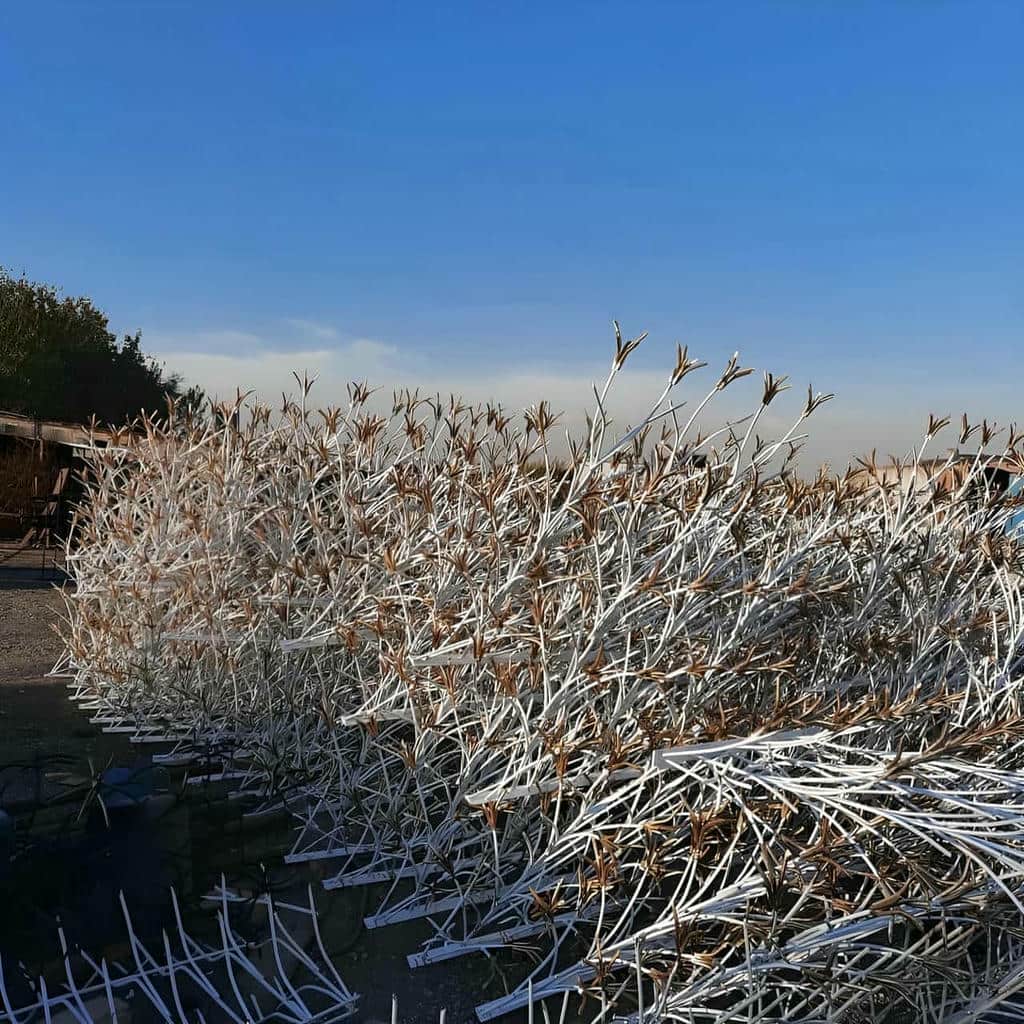 حفاظ شاخ گوزنی در آبادان