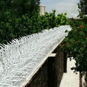حفاظ شاخ گوزنی در کرمان