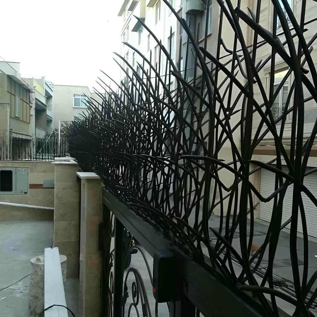 حفاظ شاخ گوزنی در استان گیلان