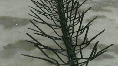 حفاظ شاخ گوزنی در بومهن