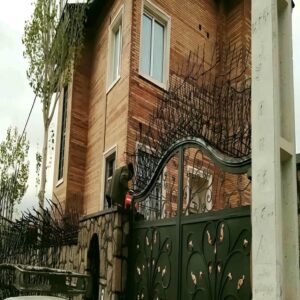 حفاظ شاخ گوزنی در اشتهارد