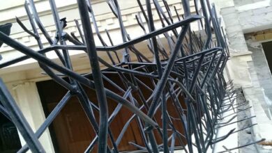 حفاظ شاخ گوزنی در کردان