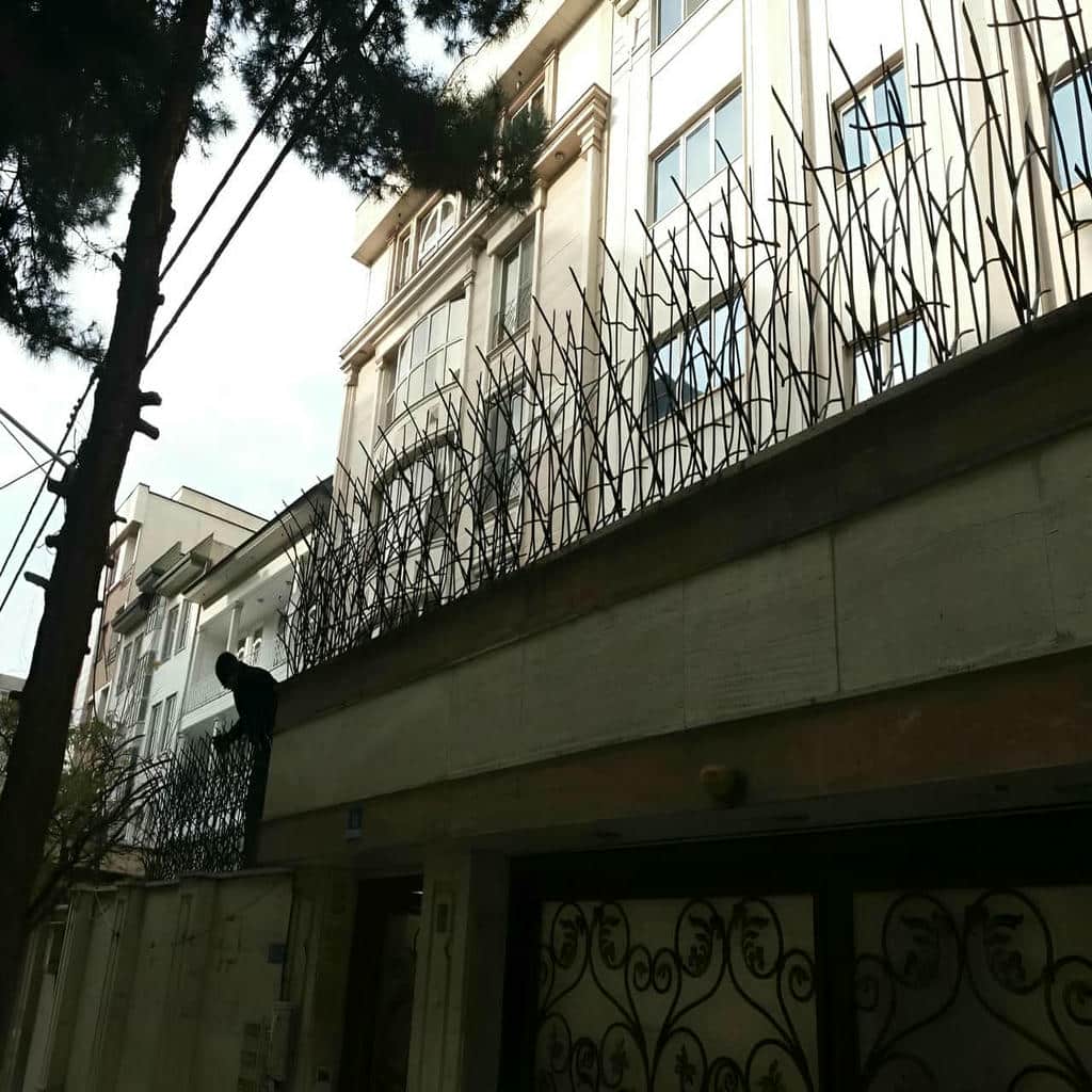 حفاظ شاخ گوزنی در بندر انزلی