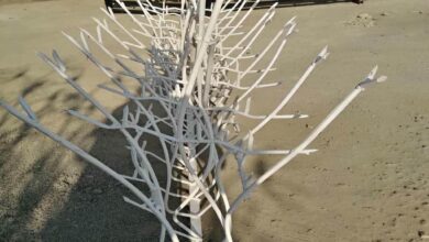 حفاظ شاخ گوزنی در فردیس کرج