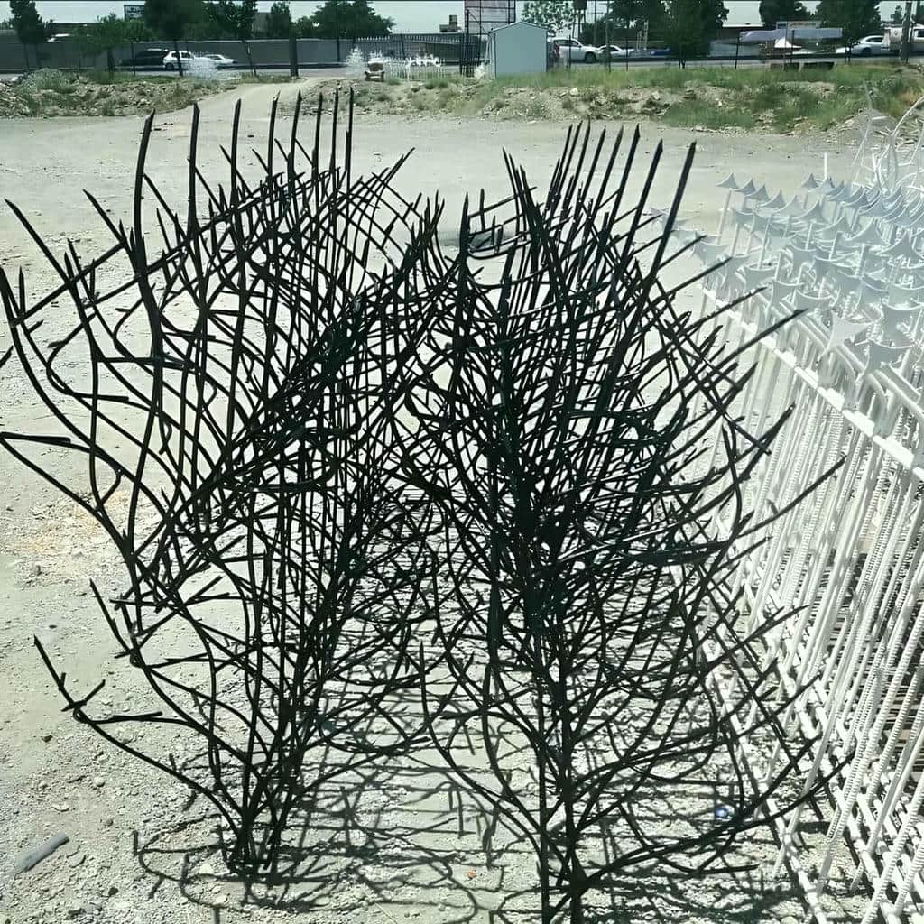 حفاظ شاخ گوزنی در کمال شهر
