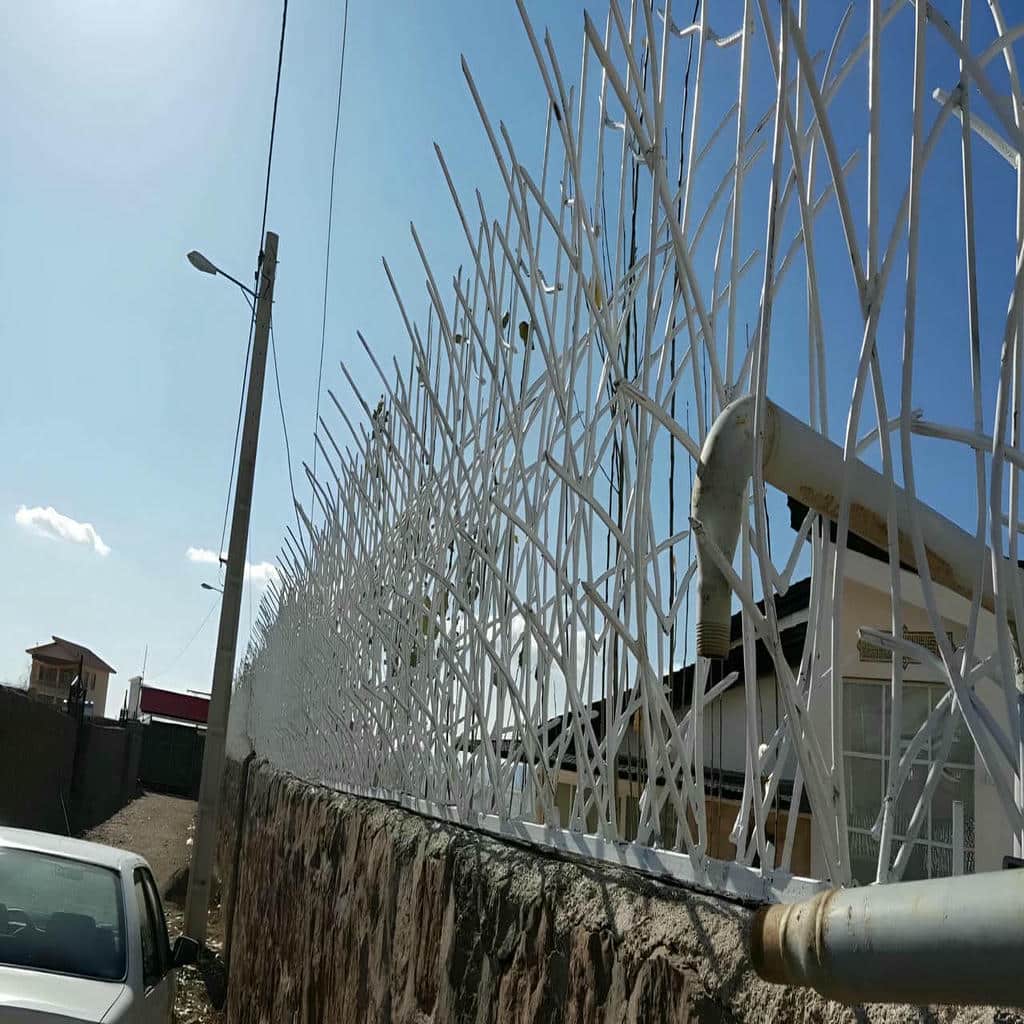 حفاظ شاخ گوزنی در رشت - تصویر 3