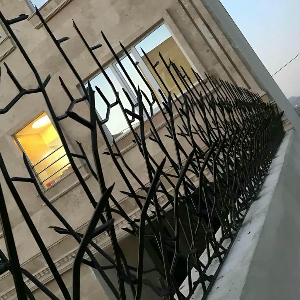 حفاظ شاخ گوزنی در تهران حفاظ شاخ گوزنی در تهران