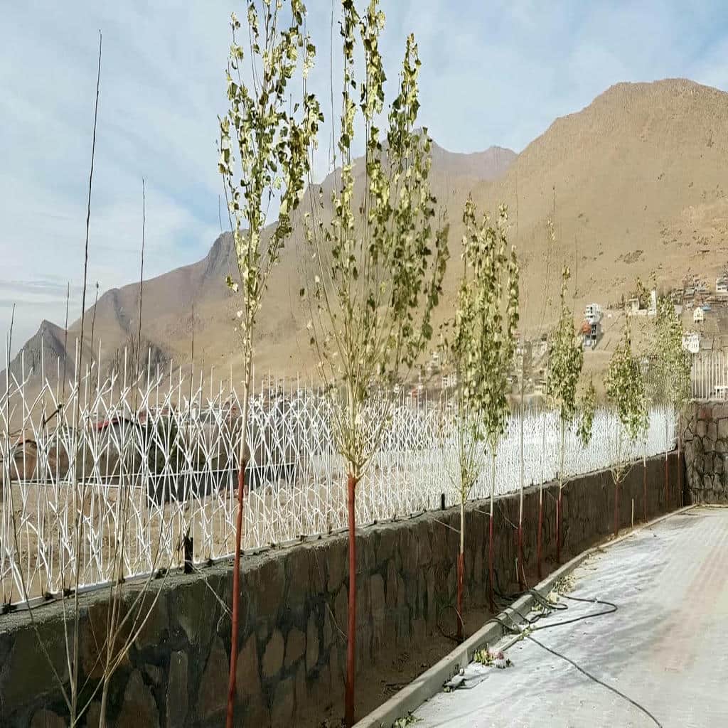 حفاظ شاخ گوزنی در بیرجند - تصویر 4