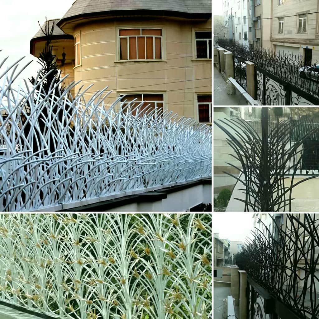 حفاظ شاخ گوزنی در استان خوزستان حفاظ شاخ گوزنی در استان خوزستان