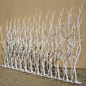 حفاظ شاخ گوزنی در استان مازندران