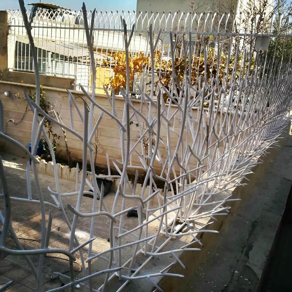 حفاظ شاخ گوزنی در دماوند