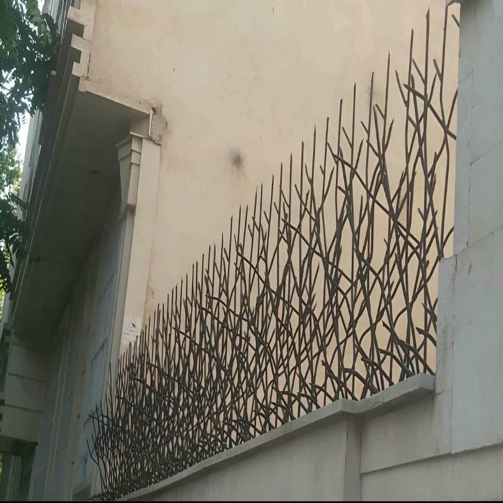 حفاظ شاخ گوزنی در بندر انزلی - تصویر 2