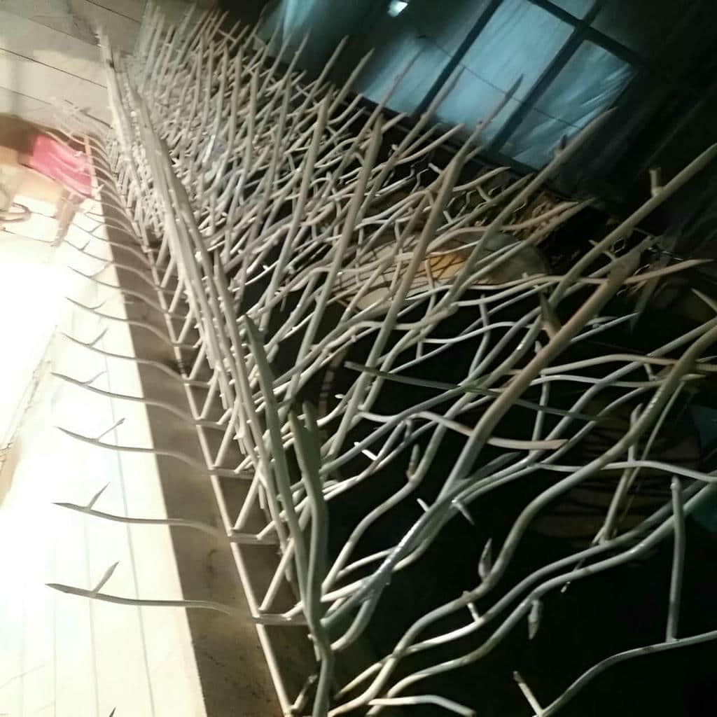 حفاظ شاخ گوزنی در بندر لنگه - تصویر 4
