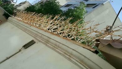 حفاظ شاخ گوزنی در زاهدان