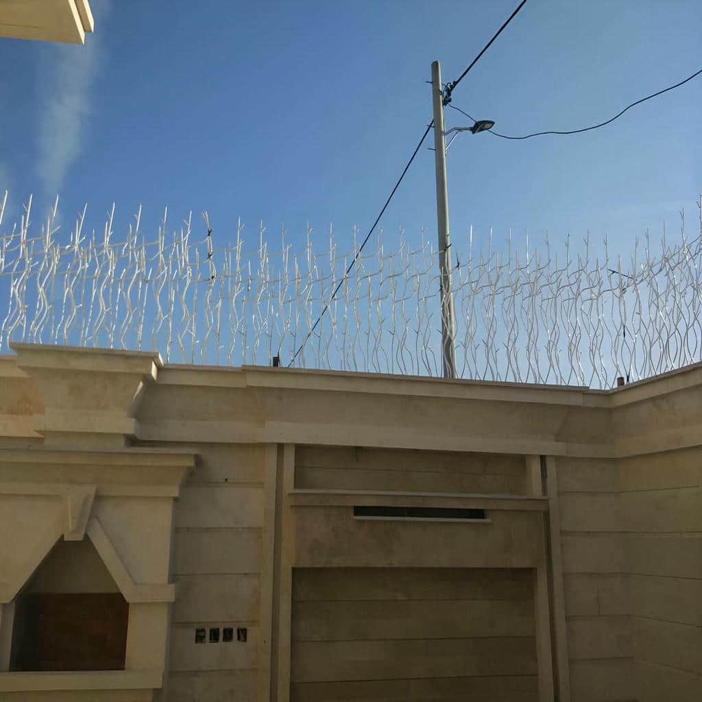 حفاظ شاخ گوزنی در ایرانشهر