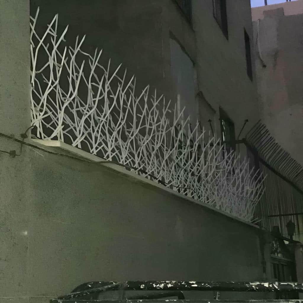 حفاظ شاخ گوزنی در نوشهر