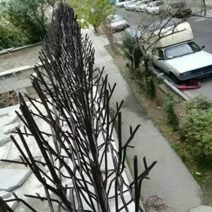حفاظ شاخ گوزنی در رشت