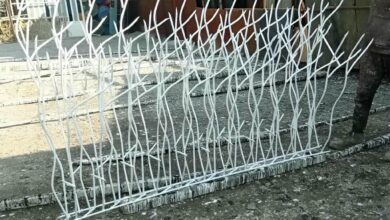 حفاظ شاخ گوزنی در آبسرد