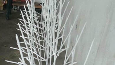 حفاظ شاخ گوزنی در چابهار